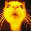 catluvr1019